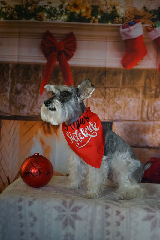 Holiday Pet Scarf